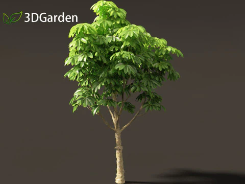 Dyera costulata - Jelutong 3D Model