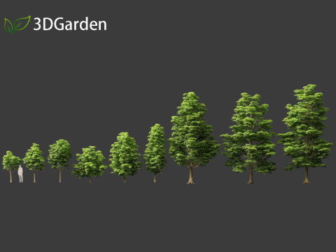 Dyera costulata - Jelutong Modello 3D
