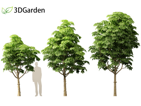 Dyera costulata - Jelutong Modello 3D