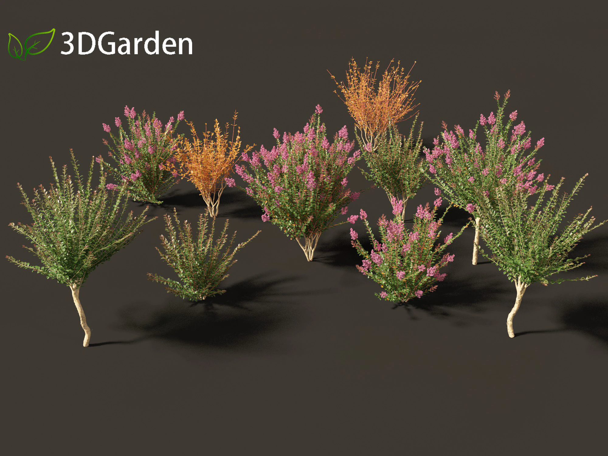 Lagerstroemia indica - Crepe Myrtle 3D Model .c4d .max .obj .3ds .fbx .stl .blend 