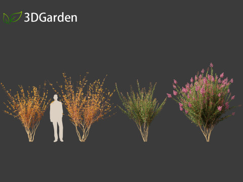Lagerstroemia indica - Crepe Myrtle 3D मॉडल