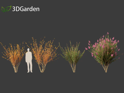 Lagerstroemia indica - Crepe Myrtle 3D Model