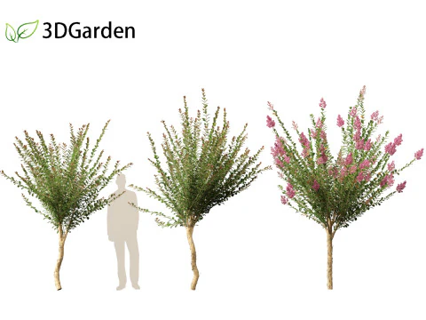 Lagerstroemia indica - Crepe Myrtle 3D Model