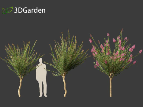 Lagerstroemia indica - Crepe Myrtle 3D Model