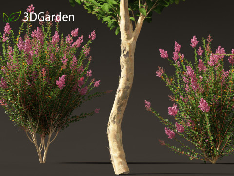 Lagerstroemia indica - Crepe Myrtle 3D मॉडल
