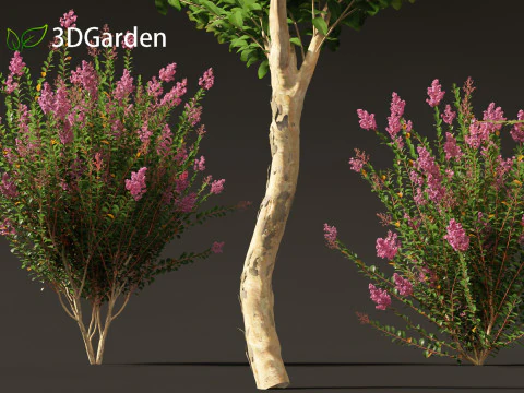 Lagerstroemia indica - Crepe Myrtle 3D Model