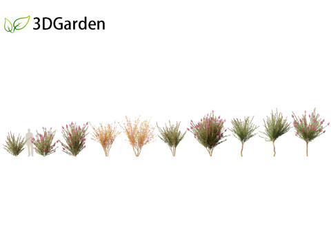 Lagerstroemia indica - Crepe Myrtle 3D मॉडल