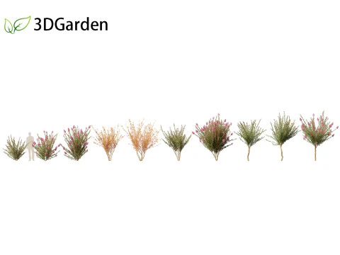 Lagerstroemia indica - Crepe Myrtle 3D Model
