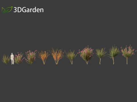 Lagerstroemia indica - Crepe Myrtle 3D Model