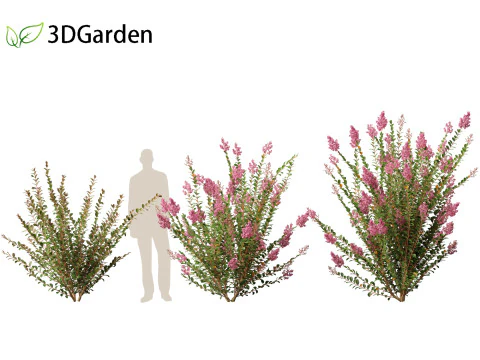 Lagerstroemia indica - Crepe Myrtle 3D Model