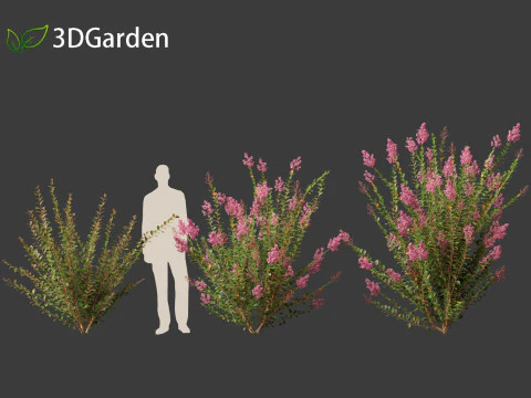 Lagerstroemia indica - Crepe Myrtle 3D Model