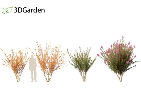 Lagerstroemia indica - Crepe Myrtle 3D Model