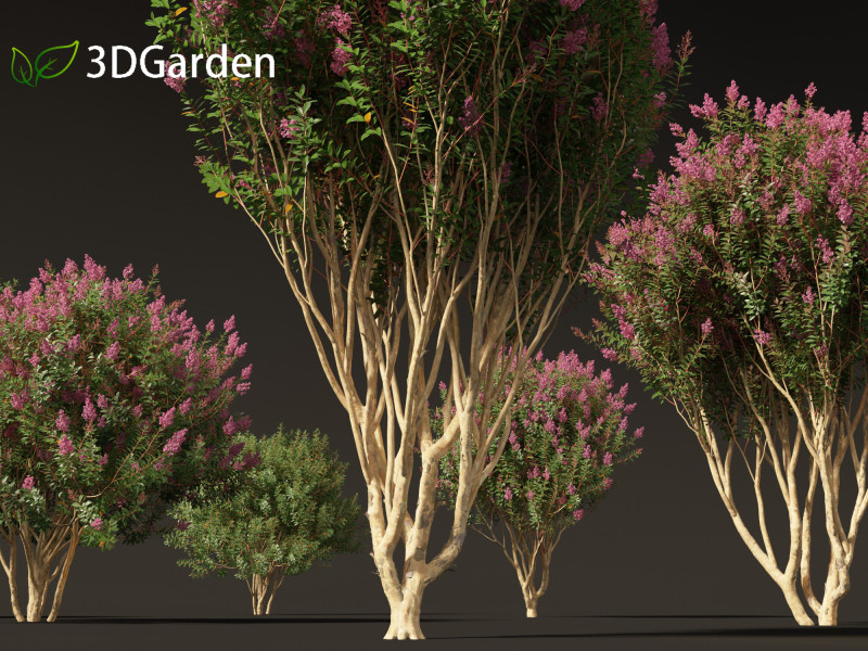 Lagerstroemia indica - Crepe Myrtle 02 3Dモデル .c4d .max .obj .3ds .fbx .stl .blend 