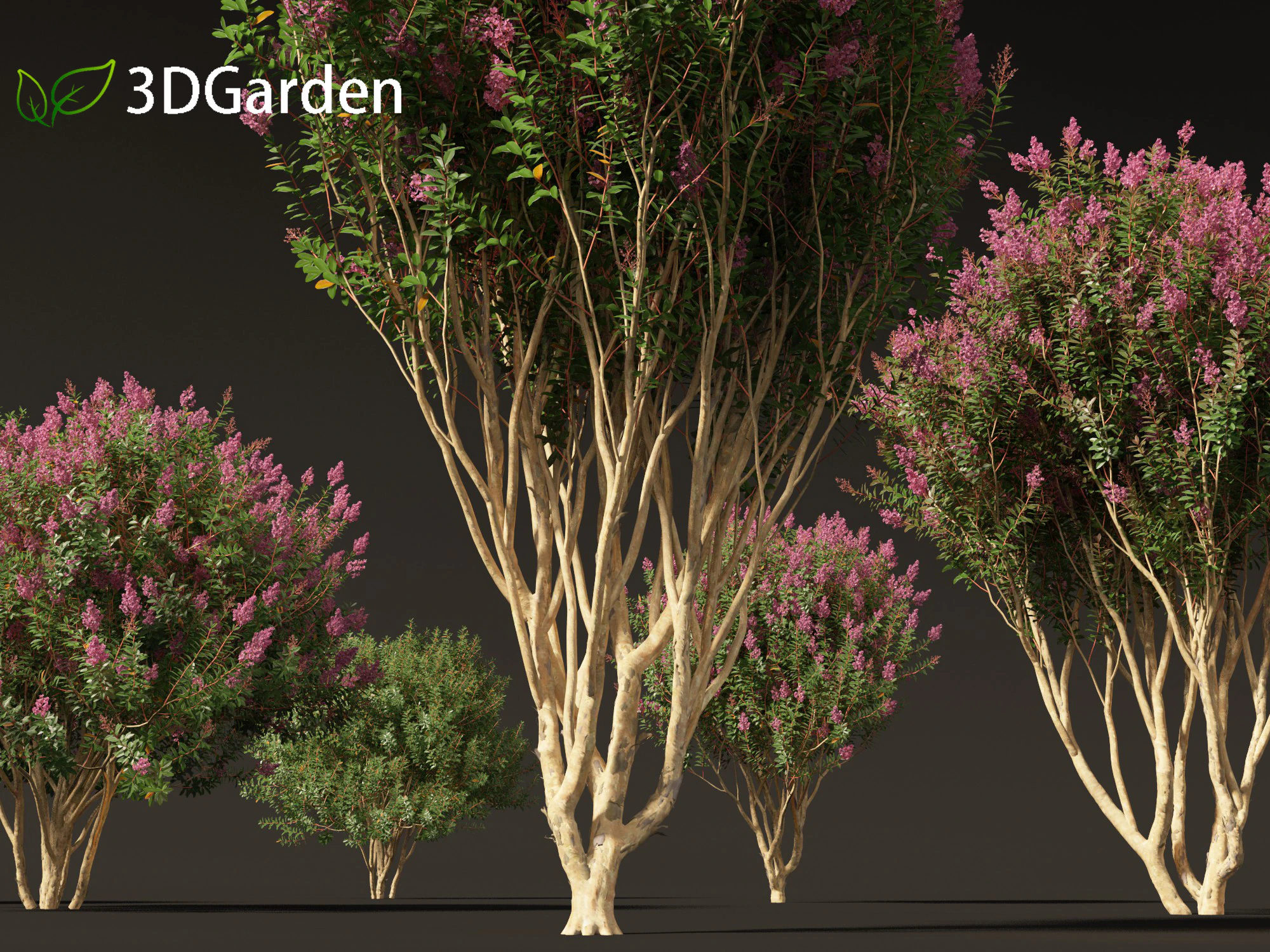Lagerstroemia indica - Crepe Myrtle 02 3D Model .c4d .max .obj .3ds .fbx .stl .blend