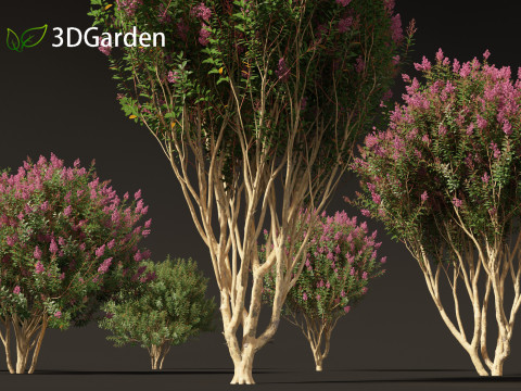 Lagerstroemia indica - Crepe Myrtle 02 3D Model