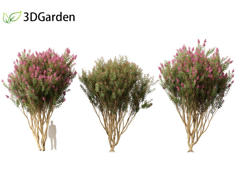 Lagerstroemia indica - Crepe Myrtle 02 3Dモデル