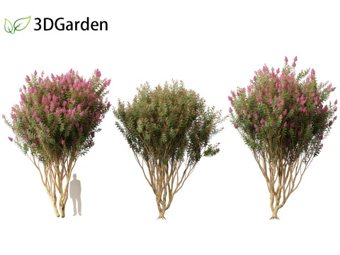 Lagerstroemia indica - Crepe Myrtle 02 3D Model