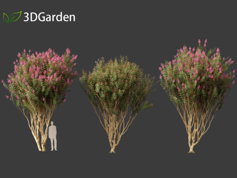 Lagerstroemia indica - Crepe Myrtle 02 3Dモデル