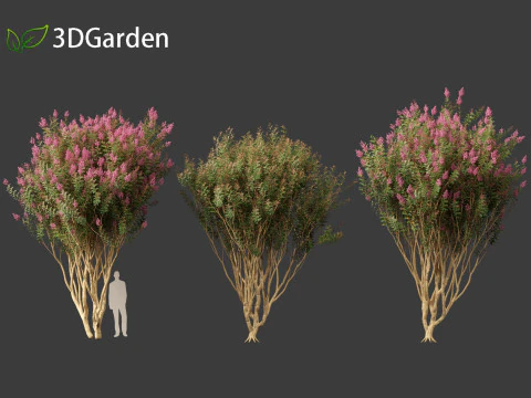 Lagerstroemia indica - Crepe Myrtle 02 3D Model