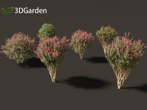 Lagerstroemia indica - Crepe Myrtle 02 3Dモデル