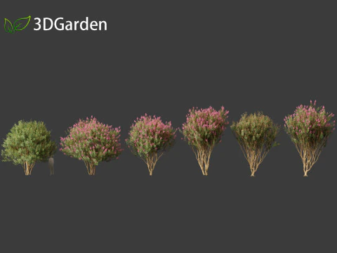 Lagerstroemia indica - Crepe Myrtle 02 3D Model