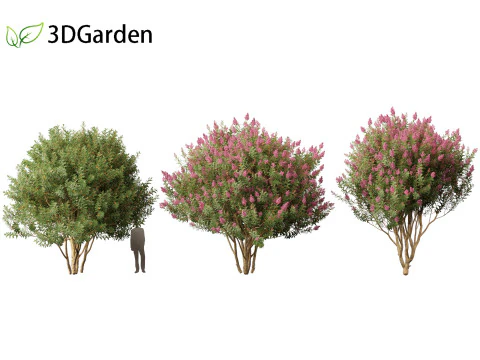 Lagerstroemia indica - Crepe Myrtle 02 3D Model