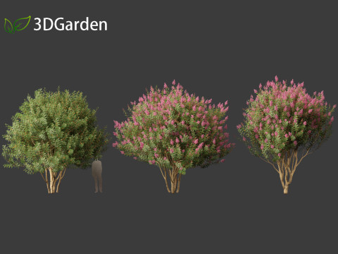 Lagerstroemia indica - Crepe Myrtle 02 3Dモデル