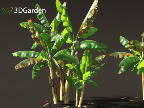 Musa acuminata - Cavendish banana Model 3D