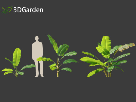Musa acuminata - Cavendish banana Model 3D