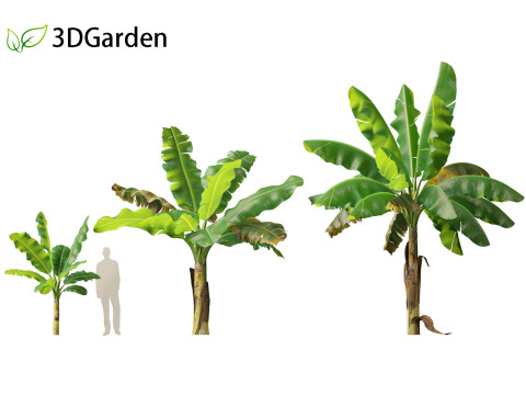 Musa acuminata - Cavendish banana Model 3D