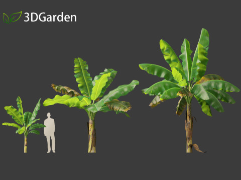 Musa acuminata - Cavendish banana Model 3D