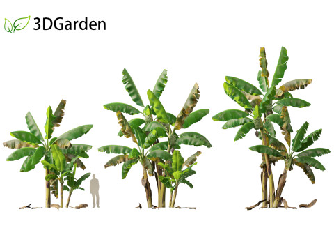 Musa acuminata - Cavendish banana Model 3D