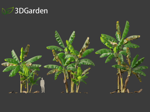 Musa acuminata - Cavendish banana Model 3D