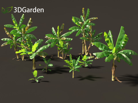 Musa acuminata - Cavendish banana Model 3D