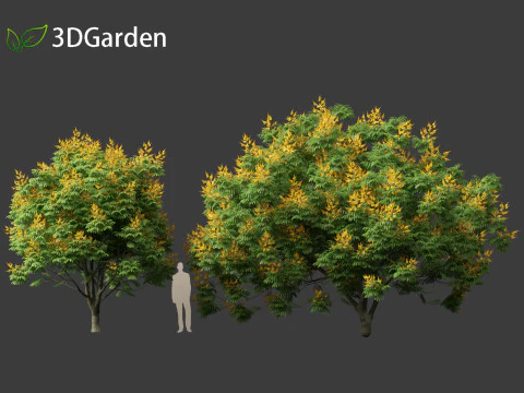 Peltophorum pterocarpum - Chama Amarela Modelo 3D