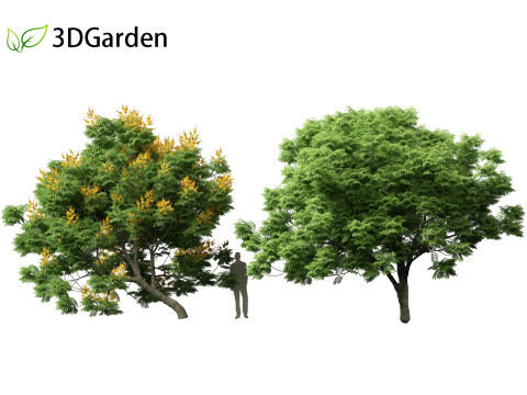 Peltophorum pterocarpum - Yellow Flame Modelo 3D