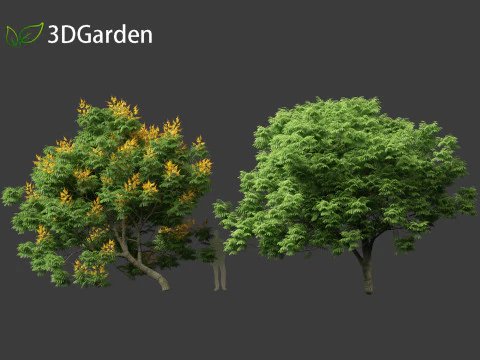 Peltophorum pterocarpum - Chama Amarela Modelo 3D