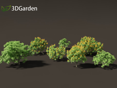 Peltophorum pterocarpum - Yellow Flame Modelo 3D