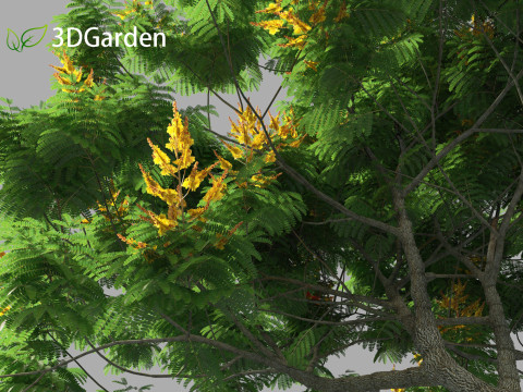 Peltophorum pterocarpum - Yellow Flame Modelo 3D