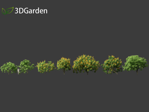 Peltophorum pterocarpum - Yellow Flame Modelo 3D