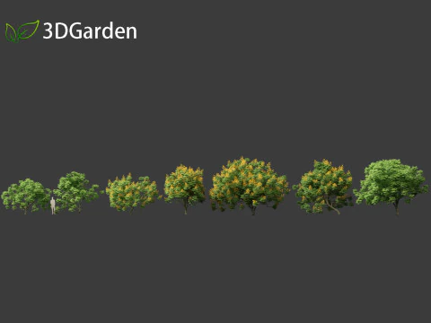 Peltophorum pterocarpum - Chama Amarela Modelo 3D