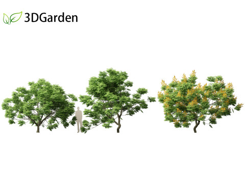 Peltophorum pterocarpum - Yellow Flame Modelo 3D