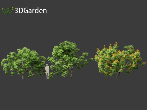 Peltophorum pterocarpum - Chama Amarela Modelo 3D