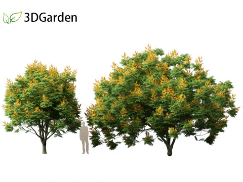 Peltophorum pterocarpum - Chama Amarela Modelo 3D