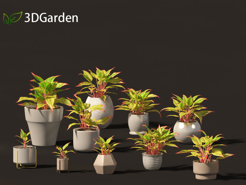 Aglaonema crete - Chinese evergreen Modelo 3D .c4d .max .obj .3ds .fbx .stl .blend 