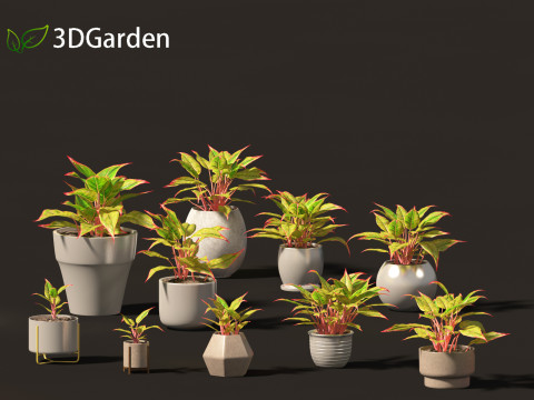Aglaonema crete - Chinese evergreen 3D Model