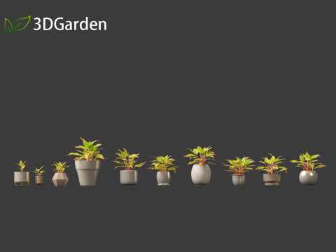 Aglaonema crete - Chinese evergreen Modelo 3D