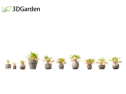 Aglaonema crete - Chinese evergreen Modelo 3D