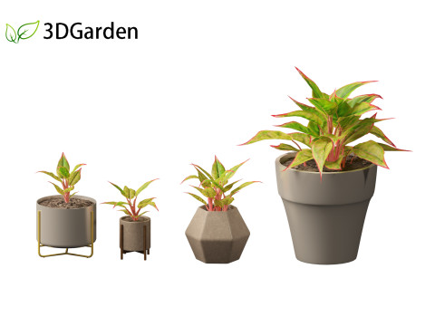 Aglaonema crete - Chinese evergreen Modelo 3D