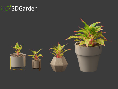 Aglaonema crete - Chinese evergreen Modelo 3D